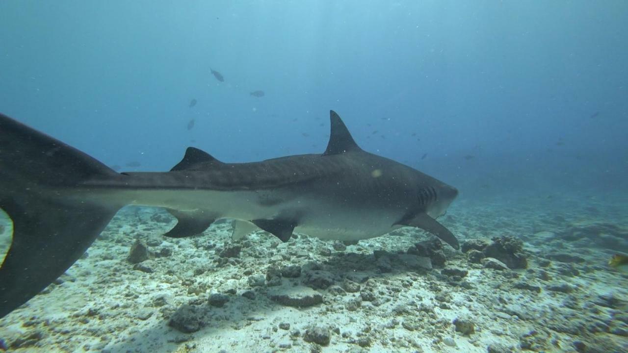 Equatorial Divers Lodge Addu City Ngoại thất bức ảnh