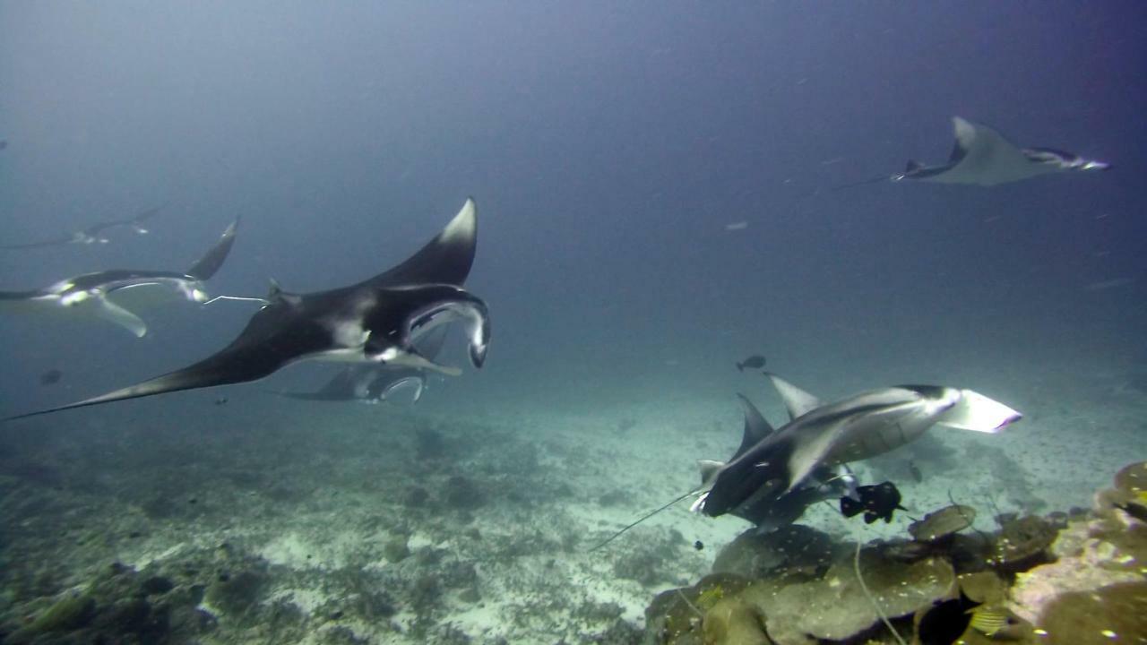 Equatorial Divers Lodge Addu City Ngoại thất bức ảnh