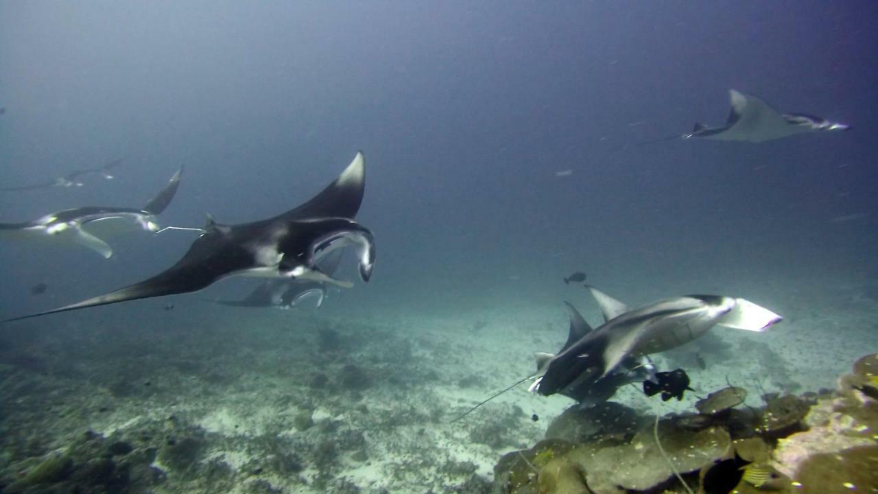 Equatorial Divers Lodge Feydhoo Ngoại thất bức ảnh