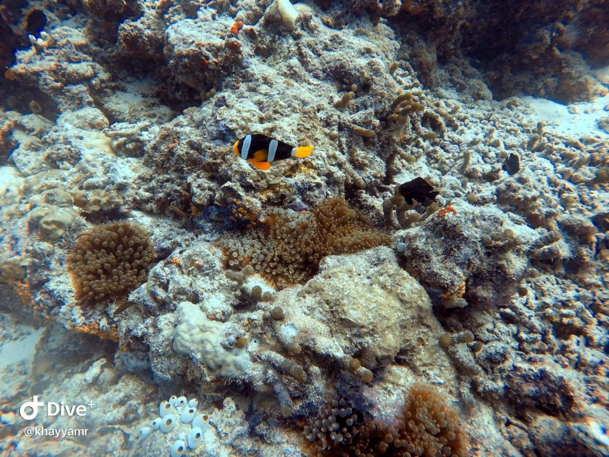 Equatorial Divers Lodge Feydhoo Ngoại thất bức ảnh